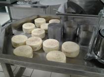 Сыр, изготовленный на КС-150. Сырные головки на формовочном столе.